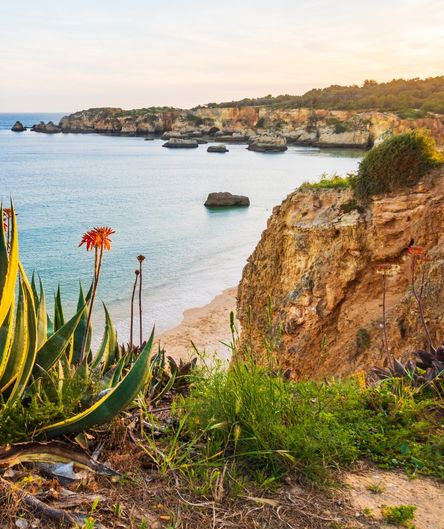 Blick von einer Klippe mit einer blühenden Agave auf eine Sandbucht, ruhiges Meer und Felsformationen an der Küste.