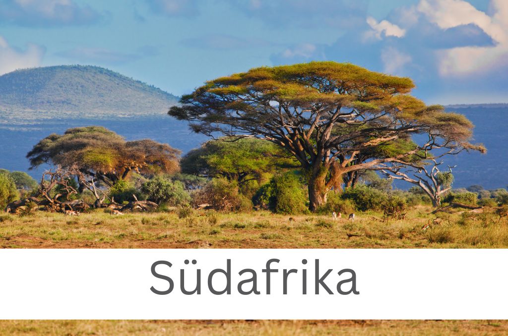 Eine Savannenlandschaft mit ausladenden Schirmakazien und Hügeln im Hintergrund. Auf weißem Grund steht der Text "Südafrika".